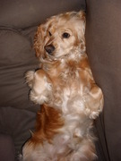 honden foto van Ankééé....*_!!...