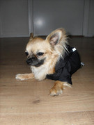 honden foto van Natalie