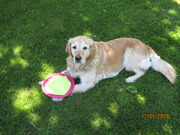 honden foto van marieke