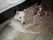 honden foto van Heidi 