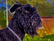 honden foto van gertjan