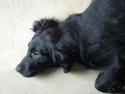 honden foto van Lieze