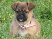 honden foto van Emmy&Izzy†