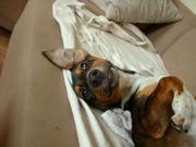 honden foto van Hidde