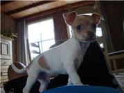 honden foto van Anita