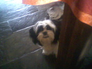 honden foto van Ingrid