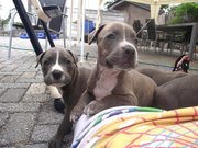 honden foto van Knul