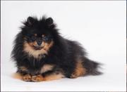 honden foto van kisses