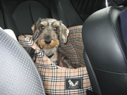 honden foto van cecile