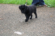 honden foto honden foto van AnnePol