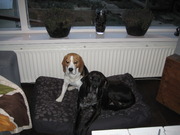 honden foto van Noes