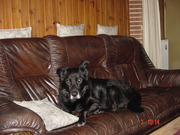 honden foto van margriet en jan roolvink