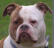 honden foto honden foto van nikita cooper en Guus