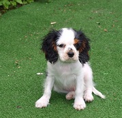 honden foto van Priscilla vd Haar