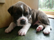 honden foto van Anne