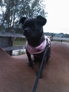 honden foto honden foto van chica