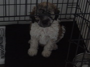 honden foto van sanora