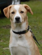 honden foto van ingrid