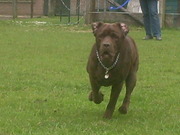 honden foto van teun