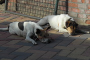honden foto honden foto van cesar milan fan