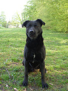 honden foto honden foto van J.