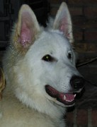 honden foto van JAZZ