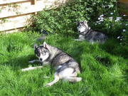 honden foto van Arline