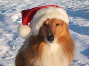 honden foto van iris