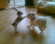 honden foto van Carola Hermeling