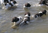 honden foto van Jaap 