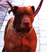 honden foto van Veronique