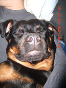 honden foto van angelica