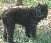 honden foto van Anne