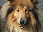 honden foto van Rianne 