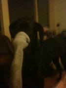 honden foto van audi the dog