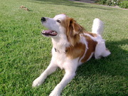 honden foto van Niek