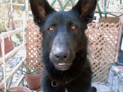 honden foto van anja