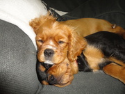 honden foto van Michelle