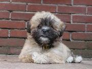 honden foto honden foto van Betty
