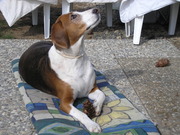 honden foto van missy