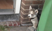 honden foto van Jamie