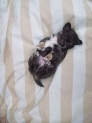 honden foto van Chihuahua kennel Dos Campos