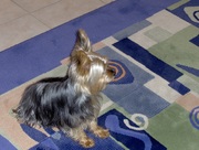 honden foto van joekie