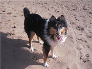 honden foto van Danny