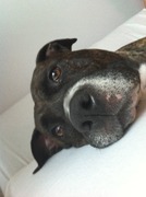 honden foto honden foto van hanneke