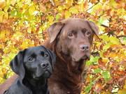 honden foto van Sanne