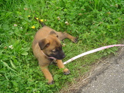 honden foto van natas