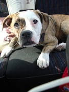 honden foto van mascha