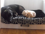 honden foto honden foto van messemaker