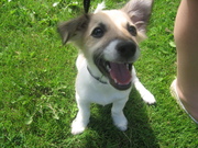 honden foto van linda